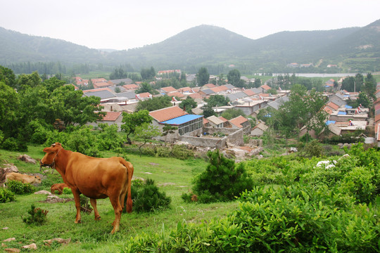 牛和小山村