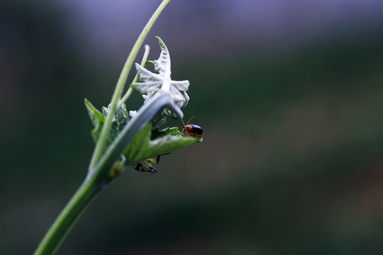 昆虫