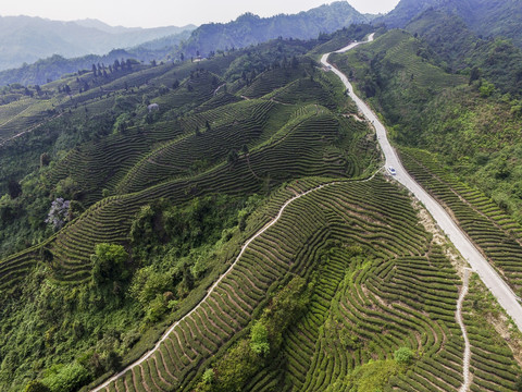 双峰茶场鸟瞰