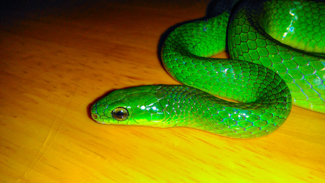 绿蛇