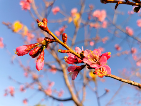 樱花