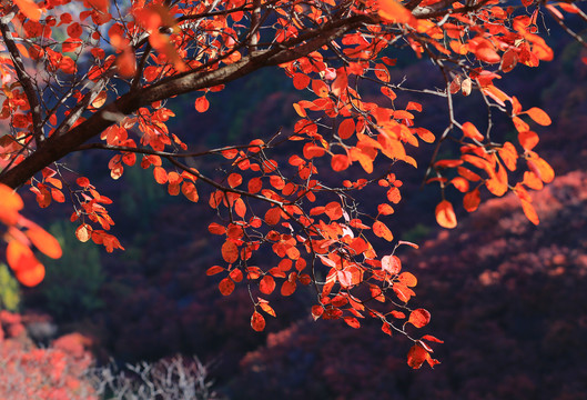 红叶树叶背景
