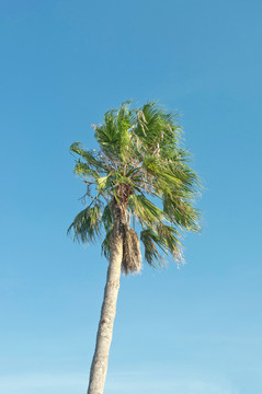 挺拔的椰树