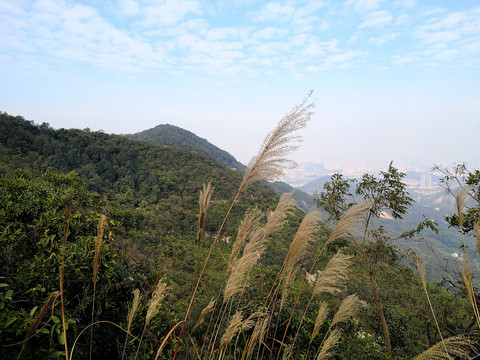 山上芦苇草