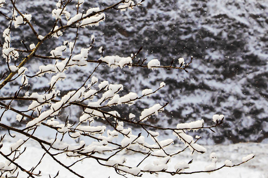 飘雪