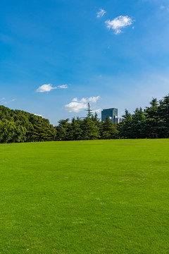 上海世纪公园草坪