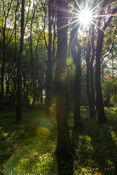 上海世纪公园森林