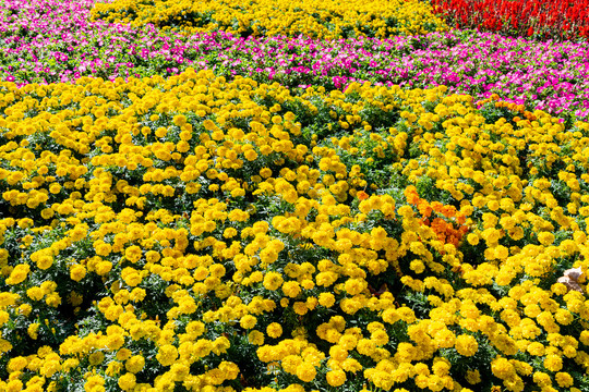 上海共青森林公园菊花展