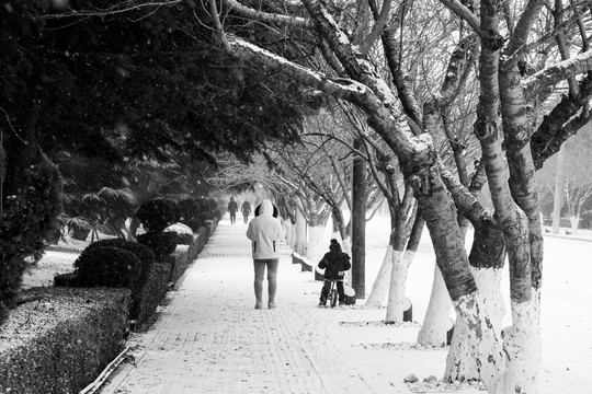 雪景