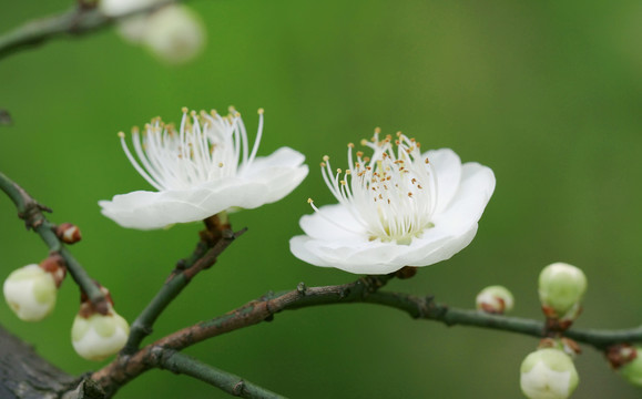 白梅花