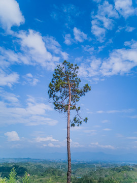 顶天立地的一棵松树