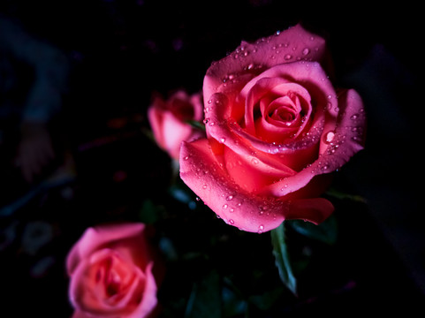 暗光玫瑰花