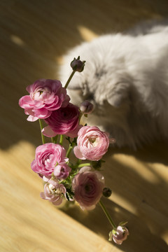 猫与花