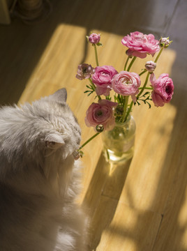 猫与花