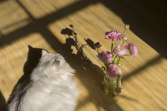猫与花