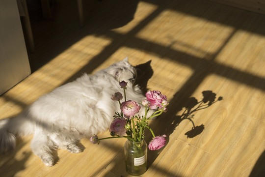 猫与花