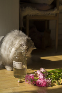 猫与花