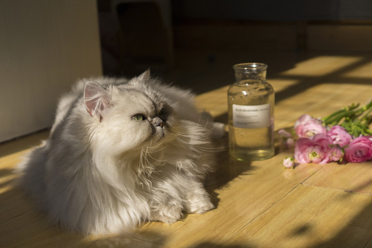 猫与花