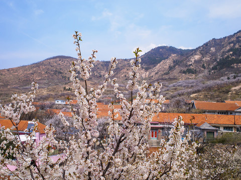 崂山春光