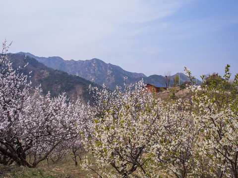 樱桃花