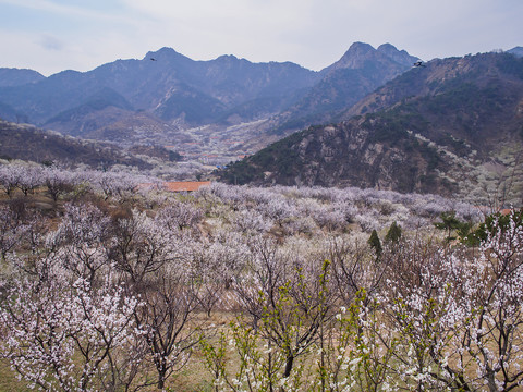 崂山春光