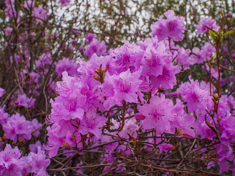 野生杜鹃花