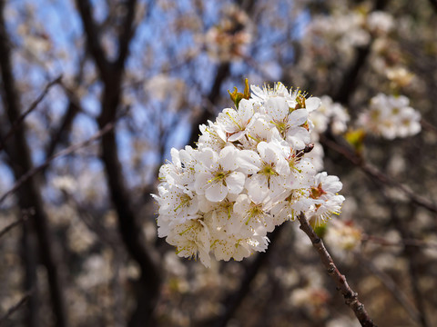 樱桃花