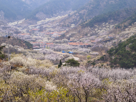 崂山春光