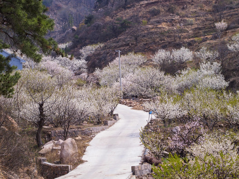 崂山春光