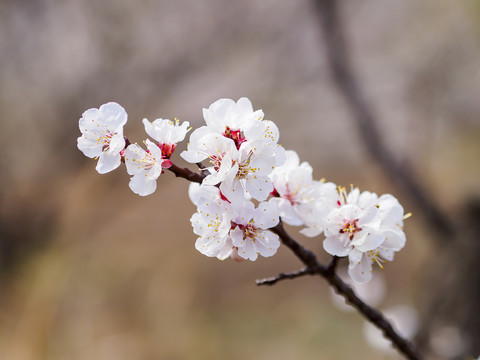 樱桃花