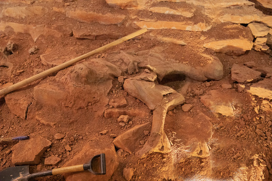 恐龙化石挖掘现场