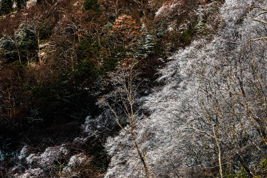 神农架天燕雪季