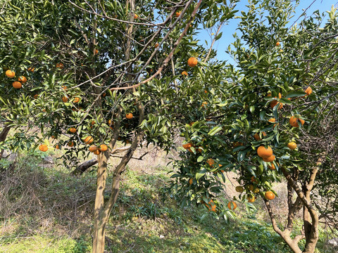 橘子林