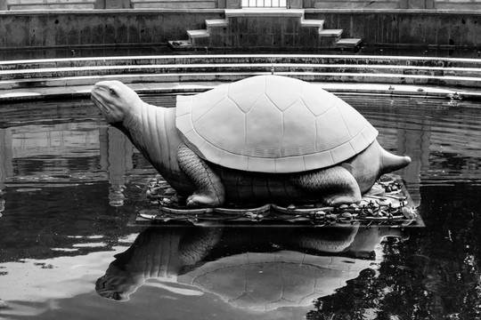 观音堂许愿池里的石龟
