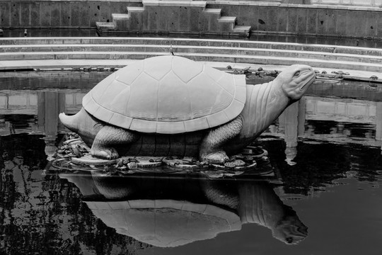 观音堂许愿池里的石龟