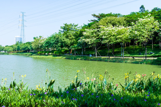 广东顺德顺峰山公园的山水风光