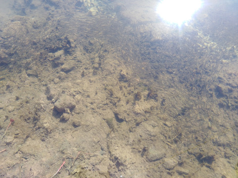 浅水幼鱼