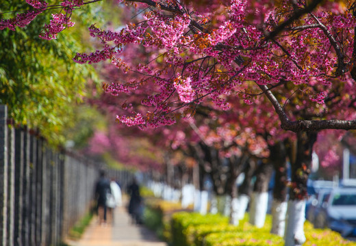 冬樱花