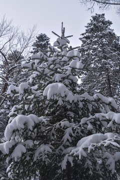 长白山原始森林雪景