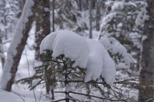 长白山原始森林雪景