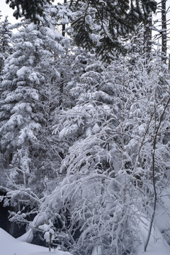 长白山原始森林雪