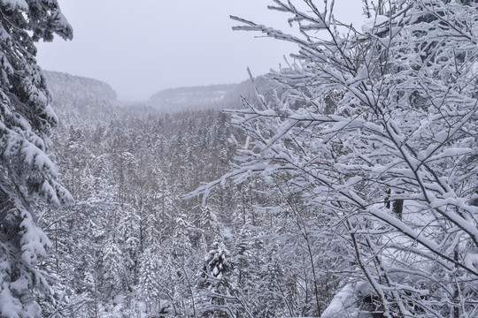 长白山原始森林雪景