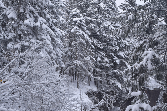 长白山森林雪景