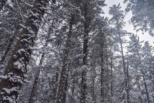 长白山原始森林雪素材