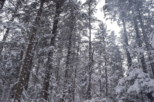 长白山雪景素材