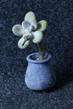 多肉植物