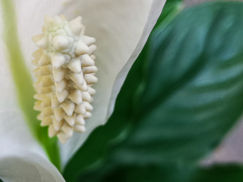 白鹤芋特写