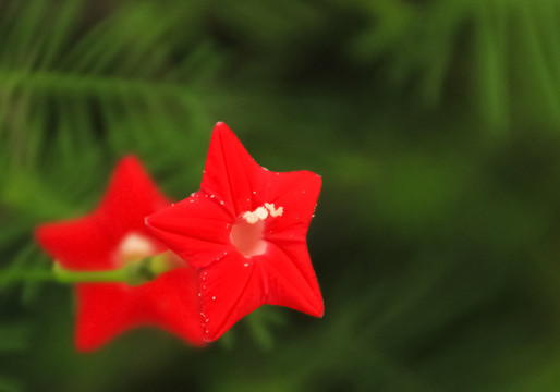 小红花