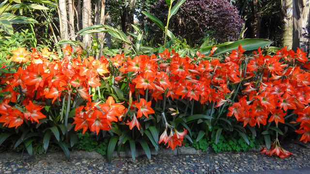 植物花卉