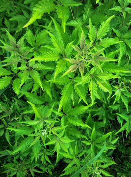 植物树干树叶